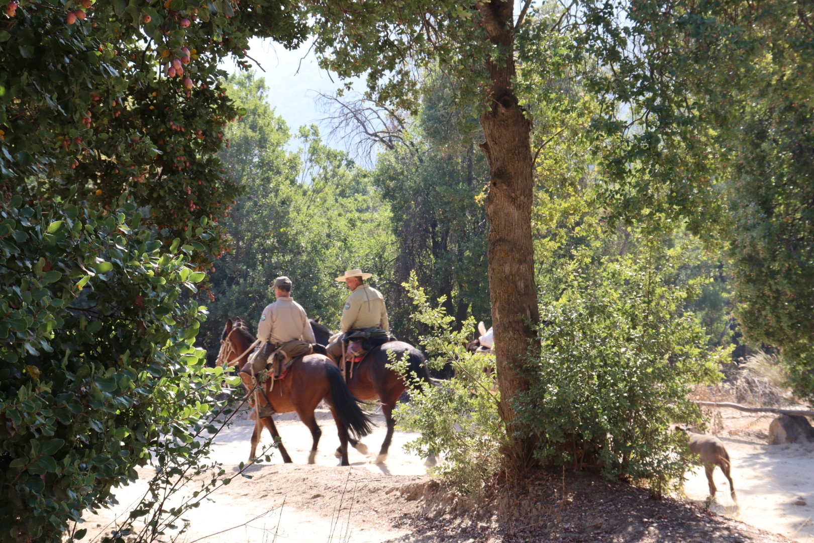 Guardaparques a caballo